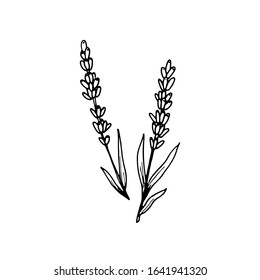 Lovely lavender icon . Botanical element for health and beauty natural products, logo. Herbs. Hand drawn vector floral illustration in doodle style outline drawing isolated on white background