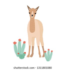 Lovely llama, cria or alpaca isolated on white background. Cute funny wild South American animal grazing among cactuses. Andean domestic livestock. Colorful vector illustration in flat cartoon style.