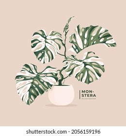 Lovely Monstera Variegata Leaves Illustration Background