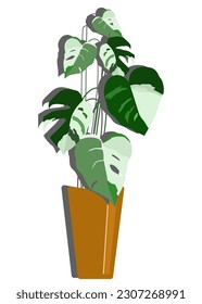 lovely monstera variegata leaves in a pot. illustration background