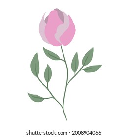 Lovely pink peony flower. Minimalist plant with foliage in gentle colors. Flat vector illustration isolated on white background.