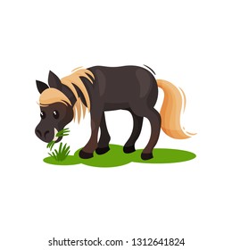 Lovely pony eating green grass. Little black horse with blonde mane and tail. Hoofed mammal animal. Flat vector icon