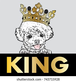 Lovely poodle in the crown. Vector illustration. Fashion & Style. A pedigreed puppy and a jewel. Beautiful dog.
