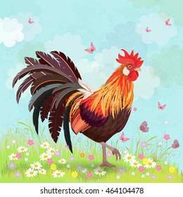 lovely rooster in sunny day