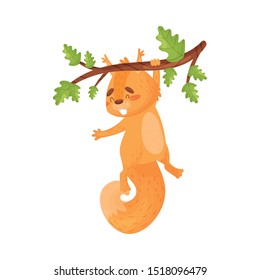 Lovely Squirrel Hanging On An Oak Branch, Vector Illustration Isolated On White Background.