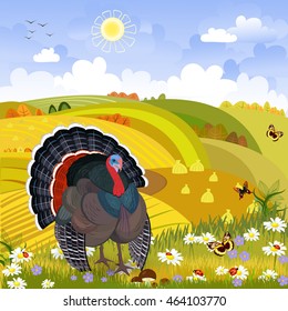 lovely turkey in autumn sunny day. happy thanksgiving. rural scenery 