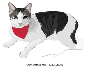 A lovely white and black cat drawing