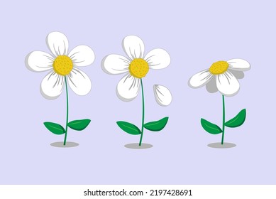 Lovely white flower with five petals