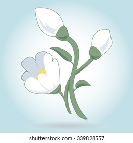 Lovely white flower snowdrop on white - nice spring blossom country icon - background for Easter wish - group of yellow flowers in blue circle - flatten isolated illustration master vector