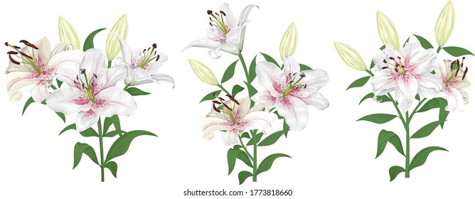 Lovely white with pink lilies. Flowers on a white background. Bouquets, branches of royal lilies.