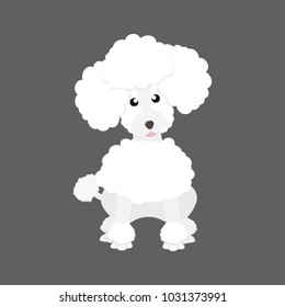 lovely white poodle dog sitting on gray background vector design illustration