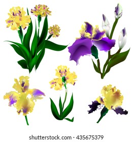 Lovely yellow and purple irises Vector illustration