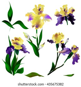 Lovely yellow and purple irises Vector illustration