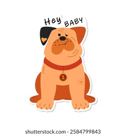  Lover  bulldog dog sticker isolated background. Funny lover Flirty dog sticker and lettering Hey Baby. Humorous picture for decoration in social networks, web design, logo. Image of a bulldog