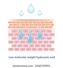 Low molecular weight hyaluronic acid vector illustration. This type of hyaluronic acid has smaller molecular structure, penetrate deeper in skin to boost collagen, hydration and long lasting plumping.