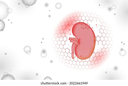 Low poly 3D human kidney shield protect. Medicine recovery technology drug medicine concept. Vector illustration