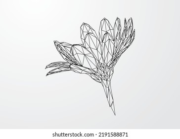 Low poly art of a daisy flower in black color wireframe. Vector flower triangle geometric illustration. Abstract polygonal art. With white color background.