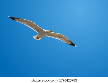 Low poly art of a flying seagull in high details. Vector animal triangle geometric illustration. Abstract polygonal art. With blue gradient color background.