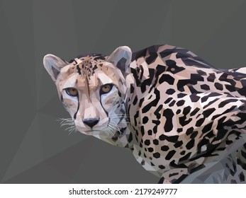 Low poly, geometrical, illustration of a female King Cheetah in Southern Africa on a gray background.