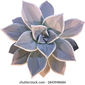 Low poly, geometrical, illustration of a grey succulent