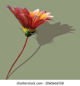 Low poly, geometrical, illustration of an Orange African Daisy with a shadow on a green background 