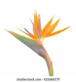 Low poly illustration Bird of paradize flower close up