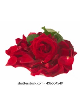 Low poly illustration fresh red rose with petals close up