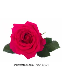 Low poly illustration one dark pink roses isolated on white background