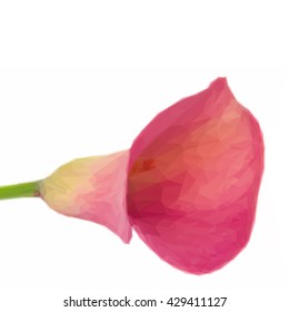 Low poly illustration one fresh Calla lilly flower