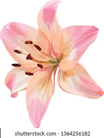 Low poly illustration of a pink and orange lily vector