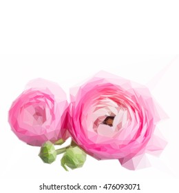 Low poly illustration Pink and white ranunculus flower buds