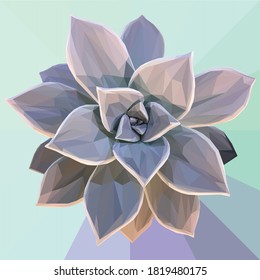Low poly illustration of a succulent on a background