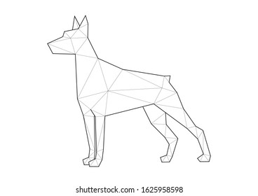 Low poly illustrations of dogs. Doberman standing on white background.