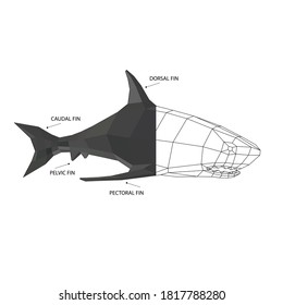 low poly shark vector model