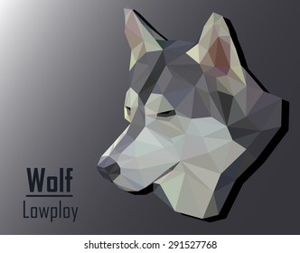 the low poly of siberian husky. low poly of wolf.
