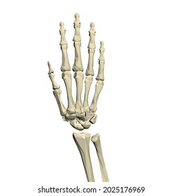 Low poly skeleton of human hand isolated on white background. 3D. Vector illustration.