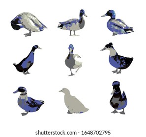 Low poly triangular mallard duck set in blue and white colors, different poses on white background, vector illustration isolated.  Polygonal style trendy modern logo design.