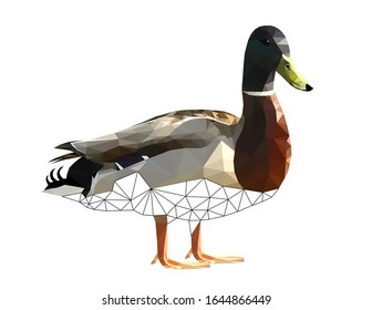 Low poly triangular and wireframe duck on white background, vector illustration isolated.  Polygonal style trendy modern logo design. Suitable for printing on a t-shirt.