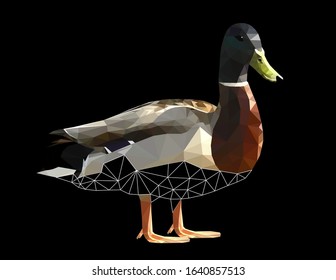 Low poly triangular and wireframe single duck drake on black background, vector illustration isolated.  Polygonal style trendy modern logo design. Suitable for printing on a t-shirt.