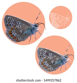 Low poly vector of brown butterfly, seen from the right direction, With three styles, low poly fill only, fill with strokes, and strokes only.