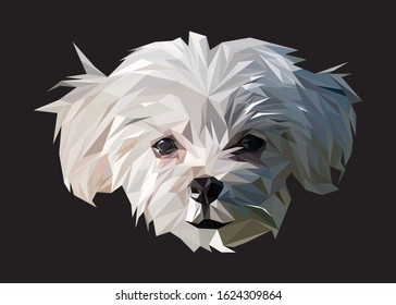 Low poly vector head of a maltese in high details. Object triangle geometric illustration. Abstract polygonal art. With black color background. Ideal for illustration, posters or t-shirts.