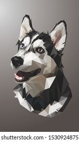 Low poly vector head of a siberian husky in high detail. Front-left view. With grey background. EPS 10