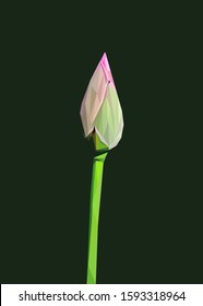 Low poly vector of lotus flower bud in high details. With black color background. EPS 10. Ideal for illustration, wall decoration or t-shirts.