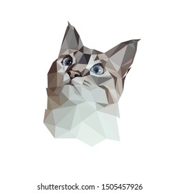 Low poly vector of a white grey cat. Seen from the front direction.