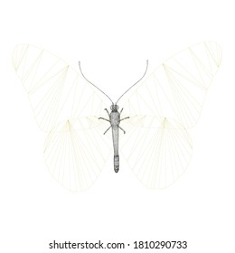 Low-Poly-Wireframe-Schmetterling aus schwarzen Linien einzeln auf weißem Hintergrund. 3D. Vektorgrafik