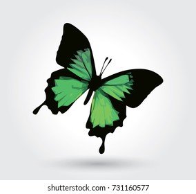 Low polygon green butterfly isolated on white background, fresh wings insects flying. Logo icon geometric. Bug polygonal crystal style.
