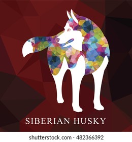 Low polygon Siberian husky design. colorful Abstract design