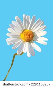 Low polygonal modern vector illustration, beautiful daisy flower