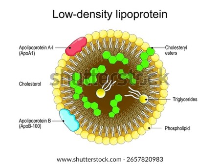 Low-density lipoprotein. Cross section of LDL, close-up of Hydrophobic Core and Amphipathic surface. Transport mechanism for lipids, triglycerides, phospholipids, cholesterol.  Detailed Vector poster