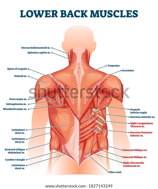 Lower back muscles labeled educational\
anatomical scheme vector illustration. Rear human structure model\
with medical titles for healthcare study handout vector\
illustration. Parts location\
example.